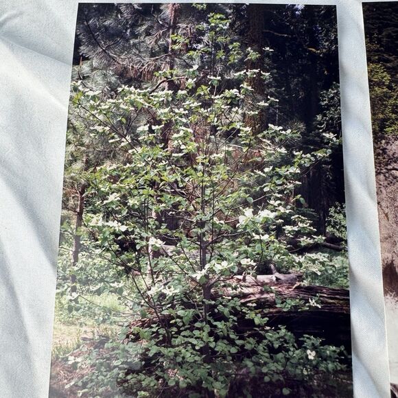 Vintage Photos Lot Of 20 Traveling Scenery River Rapids Mountains Diving Diver - Picture 12 of 12